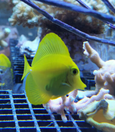 Zebrasoma flavescens - Zitronenflossen Doktorfisch, Hawaii Doktor Nachzucht 3