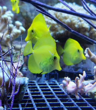 Zebrasoma flavescens - Zitronenflossen Doktorfisch, Hawaii Doktor Nachzucht 2