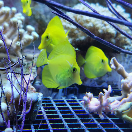 Zebrasoma flavescens - Zitronenflossen Doktorfisch, Hawaii Doktor Nachzucht 1
