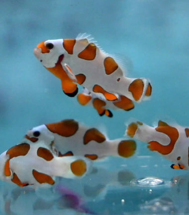 Amphiprion ocellaris Orange Storm