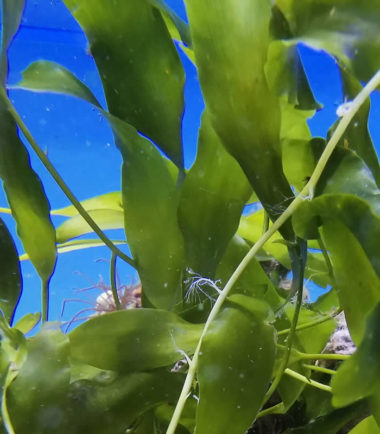 Caulerpa prolifera Kriechsprossalge, Blatt-Caulerpa