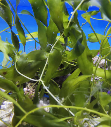 Caulerpa prolifera Kriechsprossalge - Nachzucht