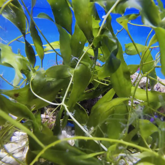 Caulerpa prolifera Kriechsprossalge - Nachzucht