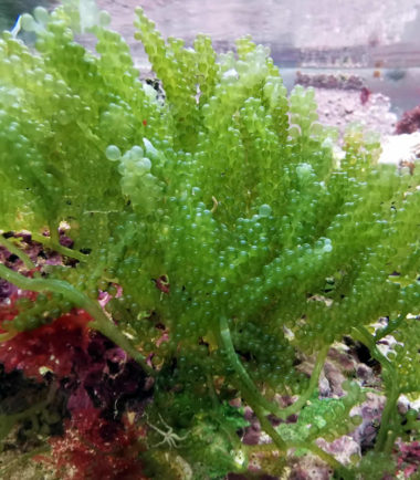 Caulerpa racemosa Kriechsprossalge - Nachzucht