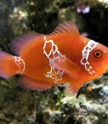 Premnas biaculeatus - Lightning - Maroon Clownfisch