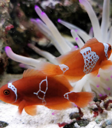 Premnas biaculeatus - Lightning Maroon Clownfisch - Nachzucht