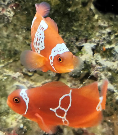 Premnas biaculeatus - Lightning Maroon Clownfisch - Nemo Aquaristik