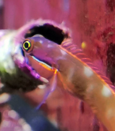 Ecsenius stigmatura - Schwanzflecken Blenny