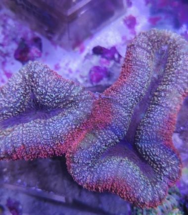 Lobophyllia bicolor 221222 3