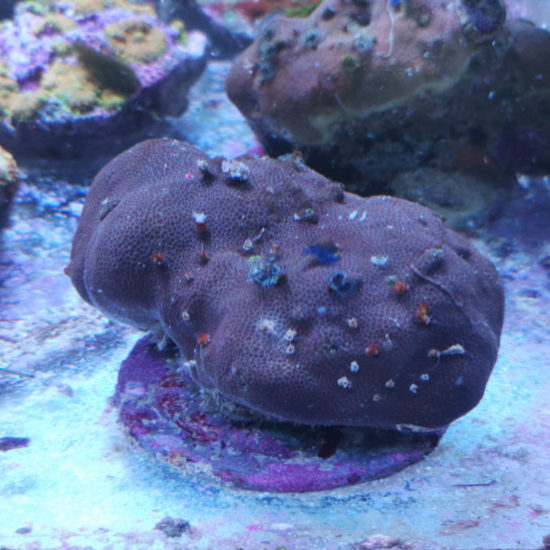 Porites lobata Multicolor Stein 1