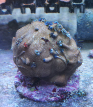 Porites lobata Multicolor Stein 3