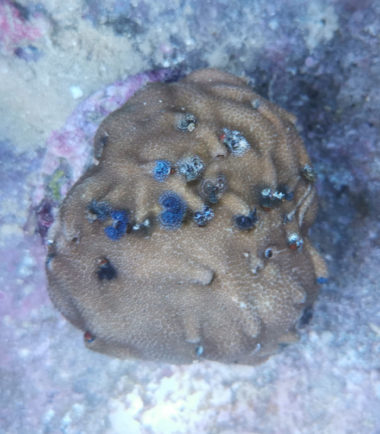 Porites lobata Multicolor Stein 4