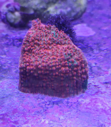 Echinophyllia Chalice Convict Rainbow 7