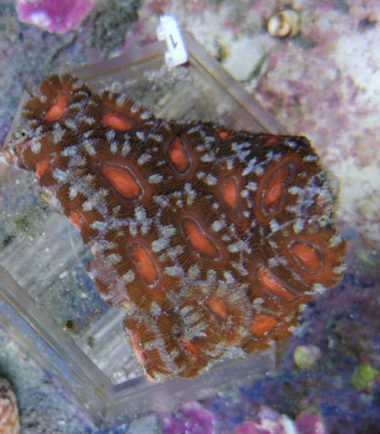 Acanthastrea lordhowensis Großpolypige Steinkoralle 1 3