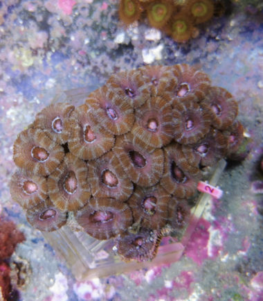 Acanthastrea lordhowensis Großpolypige Steinkoralle 2 3