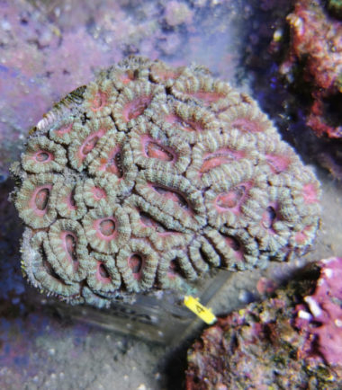 Acanthastrea lordhowensis Großpolypige Steinkoralle 4 3