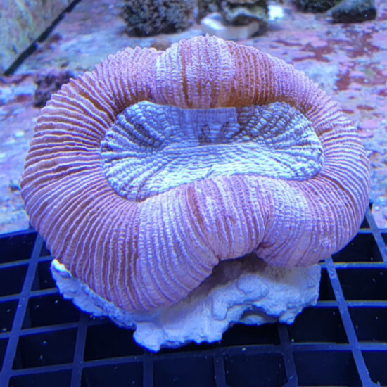 Trachyphyllia geoffroyi Wulstkoralle pink 1