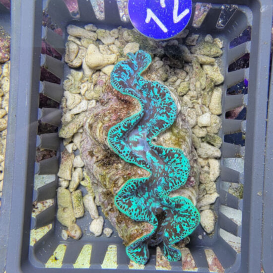 Tridacna maxima Mördermuschel WYSIWYG Nr.12 1