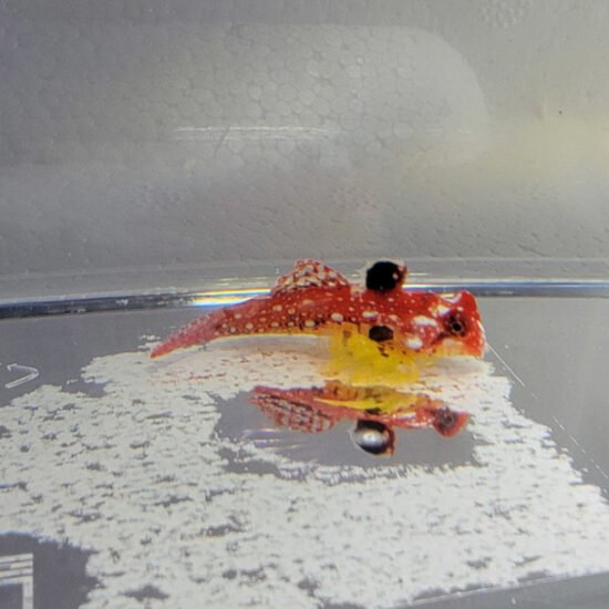 Synchiropus sycorax - roter Leierfisch Weibchen 1