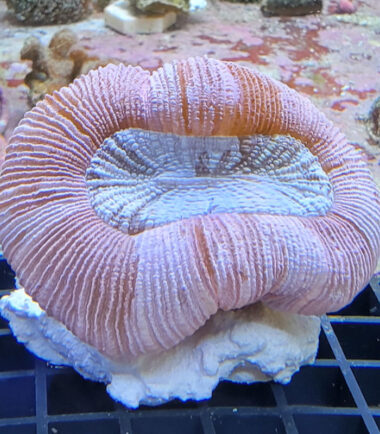 Trachyphyllia geoffroyi Wulstkoralle pink 4