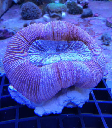 Trachyphyllia geoffroyi Wulstkoralle pink 3