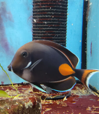 Acanthurus achilles Achilles - Doktor 4