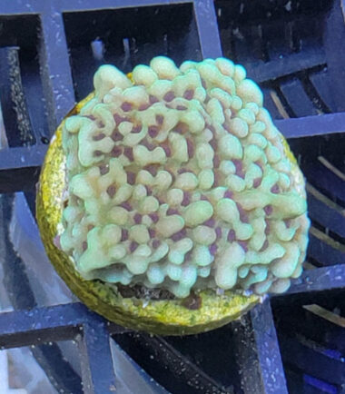 Montipora Appleberry Ableger 4