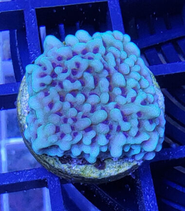 Montipora Appleberry Ableger 3