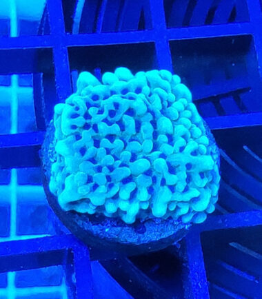 Montipora Appleberry Ableger 2