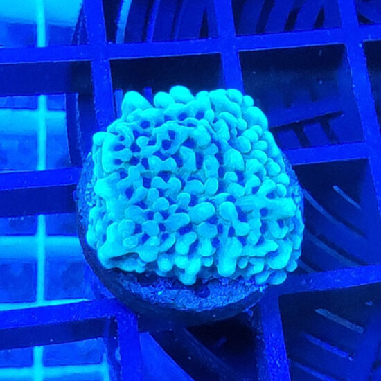 Montipora Appleberry Ableger 1