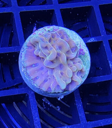 Montipora Crazy T 4