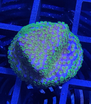 Montipora Rainbow Ableger 2