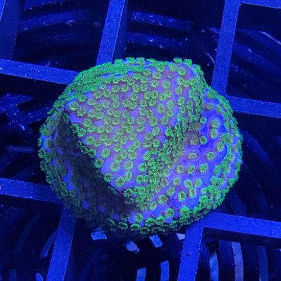 Montipora Rainbow Ableger 1