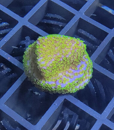 Montipora Rainbow Ableger 5