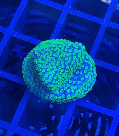 Montipora Rainbow Ableger 4