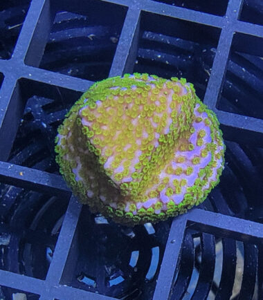 Montipora Rainbow Ableger 3