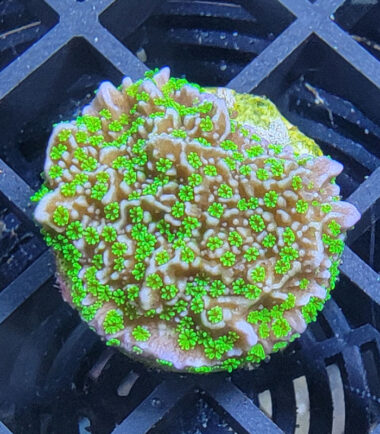 Montipora Star Wars Ableger 5