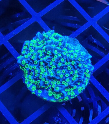 Montipora Star Wars Ableger 4