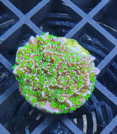 Montipora Star Wars Ableger 3