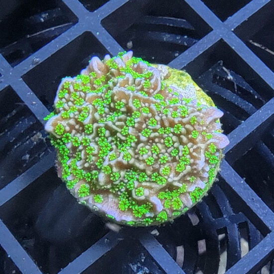 Montipora Star Wars Ableger 1