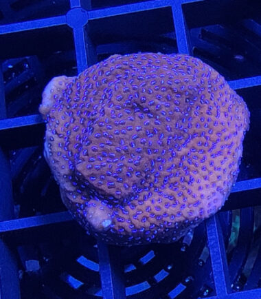 Montipora Mystic Sunset Ableger 5