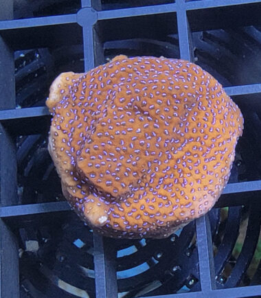 Montipora Mystic Sunset Ableger 3