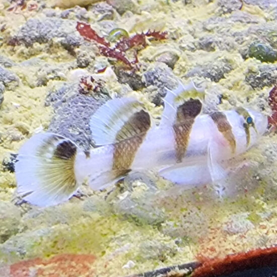 Priolepis nocturna Sägeflossengrundel selten 1