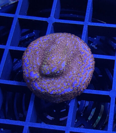 Montipora Superman Ableger 4