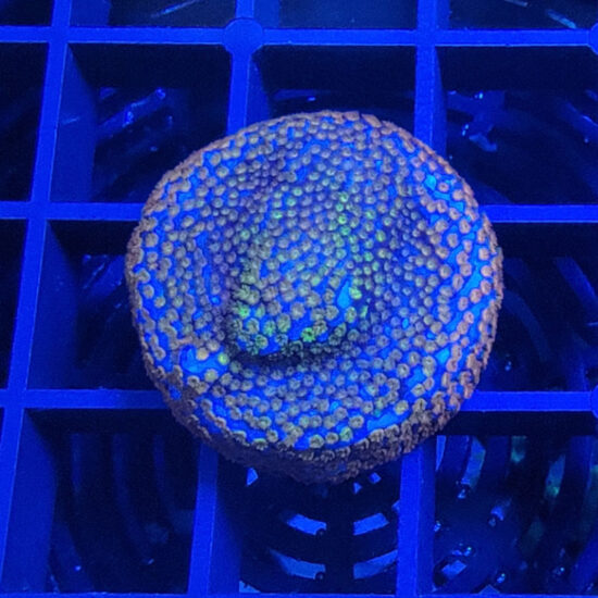 Montipora Superman Ableger 1