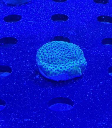 Montipora blueberry Cheesecake Ableger 3