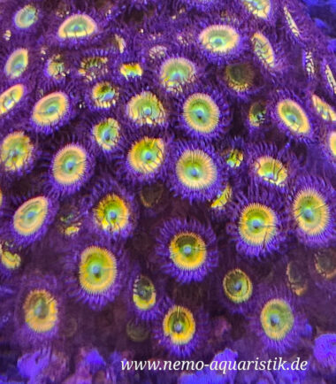 Zoanthus Palythoa Sunny D Zoanthus Palythoa Sunny D 5