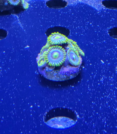 Zoanthus Palythoa Blueberry Pie 3