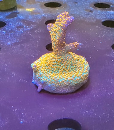 Montipora Digitata Forest Fire Ableger 2