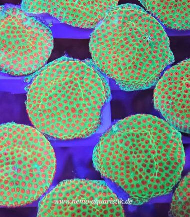 Meeresaquaristik 17 Montipora Grinch Nachzucht